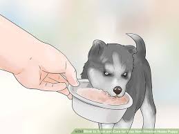 How To Train And Care For Your New Siberian Husky Puppy 15