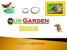 Garden Birds Powerpoint Presentation