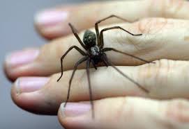 Unter der matratze zu finden. Tiere Spinnen Wanzen Und Flohe Diese Tierchen Leben In Ihrer Wohnung Augsburger Allgemeine