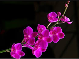 48 beautiful orchid flower wallpaper