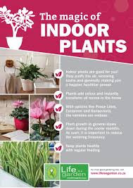 Indoor Plants