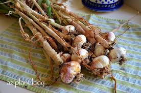 diy garlic spray to keep bugs away