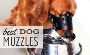 Check spelling or type a new query. Best Dog Muzzle For Barking Biting Grooming Walking Caninejournal Com