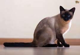 This breed is one of the oldest and most recognizable ones in the world. The History Of The Siamese Cat Pets4homes