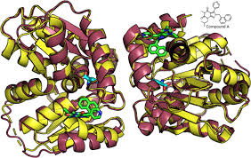 Decrypting A Cryptic Allosteric Pocket