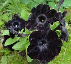 10 types of black flowers pictures