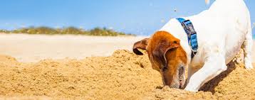 why dogs are digging wag