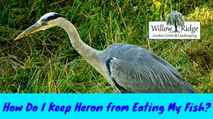 How Do I Keep Heron From Eating My Fish