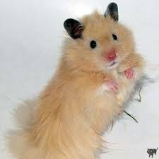 106 Best Hamster Colors Images Syrian Hamster Cute