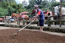 baguio pony boys make a living during