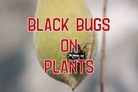 17 black bugs on plants how to get