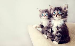 20 Free Cute Cat Hd Wallpapers Designmaz