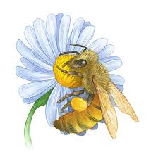 Image result for honey bees