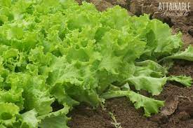 harvesting lettuce how to make yours