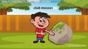 They have their own plant kingdom together with other fungi like puffballs, mold, and rusts. Nonflowering Plants Lesson For Kids Names Examples Video Lesson Transcript Study Com