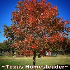memorial tree planting guide texas
