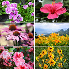 Overall, it can grow as high as 6 feet. 110 Categorized Perennial Flowers That Will Bloom For Years