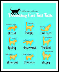 Friday Fun Cat Sign Language The Tales A Cats Tail Tells