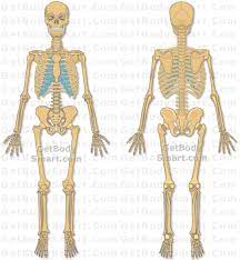 Select a human anatomy system to begin. Skeletal System App Anatomy Quizzes Tutorials Ipad Iphone Android Human Skeletal System Human Body Systems Skeletal System Anatomy