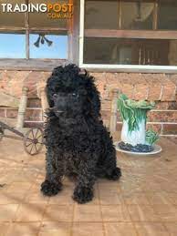 toy poodle puppy purebred dogs