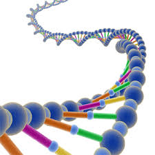 Resultado de imagen de MolÃ©cula de ADN