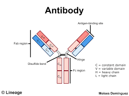 Antibodies Immunology Medbullets Step 1