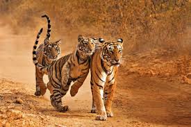 Dove vedere le tigri in India: i safari più belli e i luoghi migliori per avvistarle