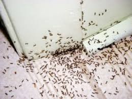 little black ants preferred pest control
