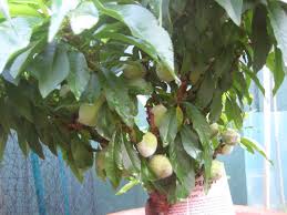 Moreover, planting bushes in your front or backyard can be a simple do it. Forum Buying Fruit Tree S At Bunnings Yes Or No