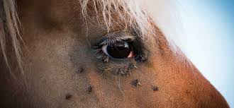 homemade fly spray for your horse