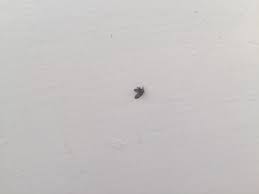 I see this every night in my bedroom. Tiny Black Flying Bugs Ask An Expert