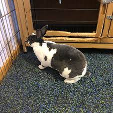 best rabbit flooring for cages and agility
