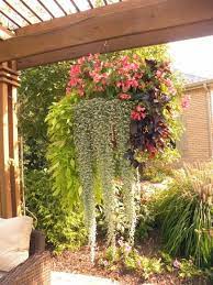 Outdoor Hanging Plants View 1 Of 25