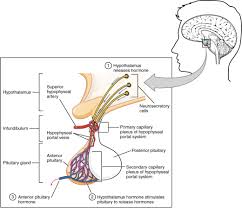 The Pituitary Gland And Hypothalamus Anatomy And Physiology Ii