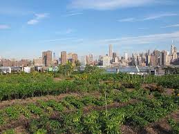 Best Rooftop Gardens And Urban Farms In