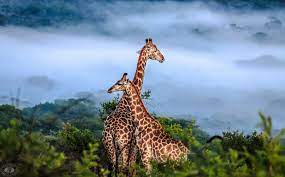luxurious safari packages south africa