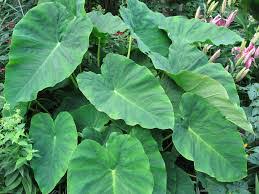 Care for giant elephant ears in winter the care and effort it takes to overwinter elephant ears (colocasia spp.), the soil can dry out completely during the dormant period, but natural rainfall will likely keep the soil moist. Elephant Ear Overwintering