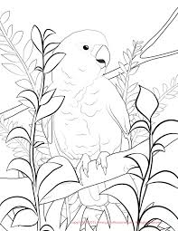 Another free animals for beginners step by step. Goffin Cockatoo