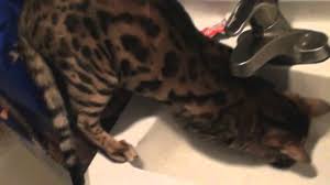 Search through thousands of cats for sale and kittens for sale adverts near me in the usa and europe at animalssale.com. The Joys And Hazards Of Living With A Pet Bengal Cat Pethelpful By Fellow Animal Lovers And Experts