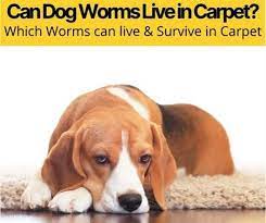 Can Dog Worms Live In Carpet Can Worm