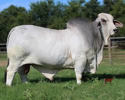 Brahman cow ki pehchan aur khobian, brahman bull. Jdh Mr Manso 840 The Graduate Southern Brahman Cattle Inc