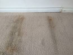 prevent mold in carpets