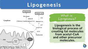 lipogenesis definition and exles