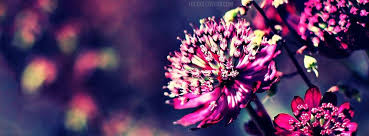 New year 2021 fb photos for nature lover with flowers theme. Group Of Purple Flower Cover Photos For The Timeline Profile Facebook Cover Photos Flowers Cover Photos Facebook Cover