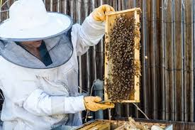 Image result for beekeepers and hives