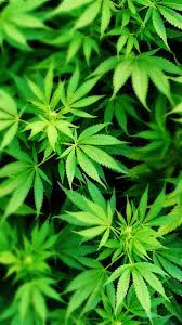 Supreme Weed Wallpapers - Top Free ...