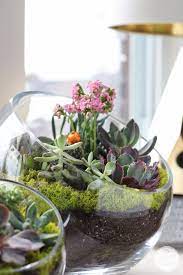 succulent garden bowl