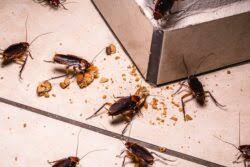5 things that attract roaches