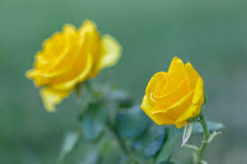 yellow rose flower images browse 83