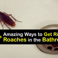 get rid of roaches kill roaches